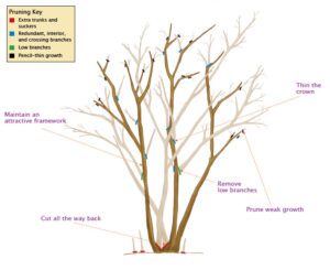 tree pruning 