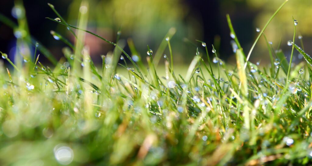 Organic Lawn Care: What Is it and How Does it Help Your Lawn?