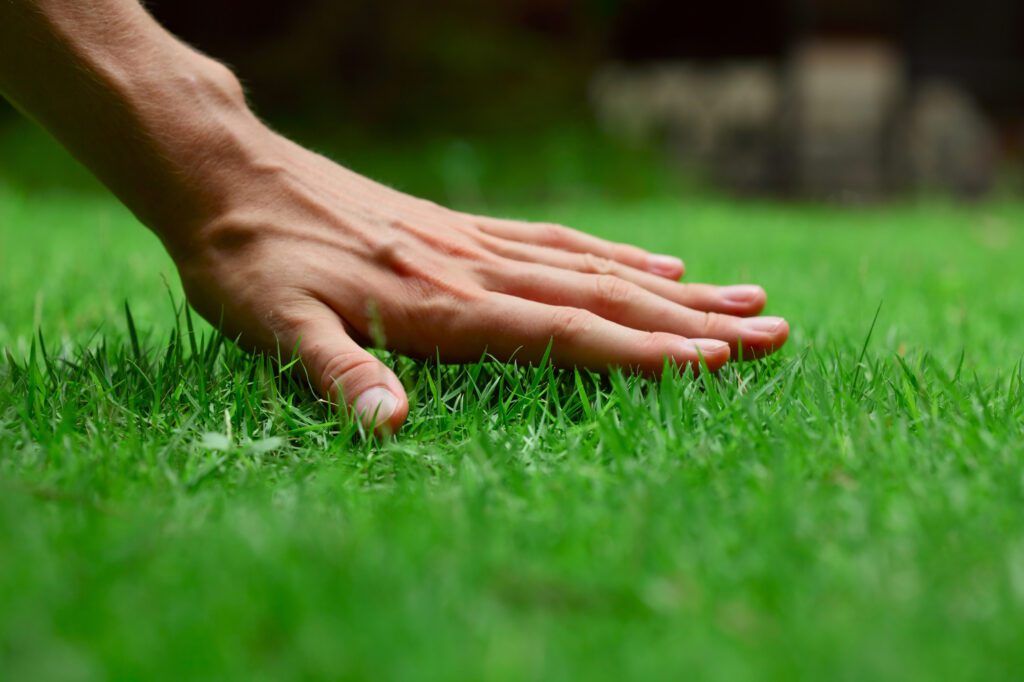 Lawn Maintenance vs Turfgrass Management