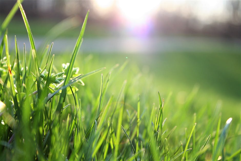 7 Tips for Summer Lawn Care Maintenance