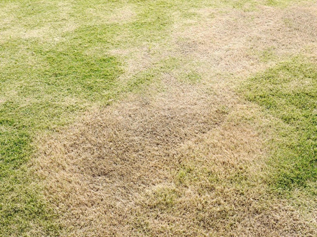 lawn care mistakes and how to avoid them